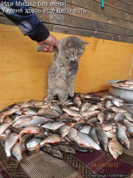 Котоматрица: Иди Мишка без меня! У меня здесь ещё дела есть..