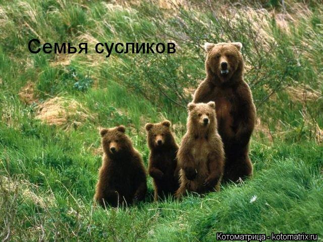 Котоматрица: Семья сусликов