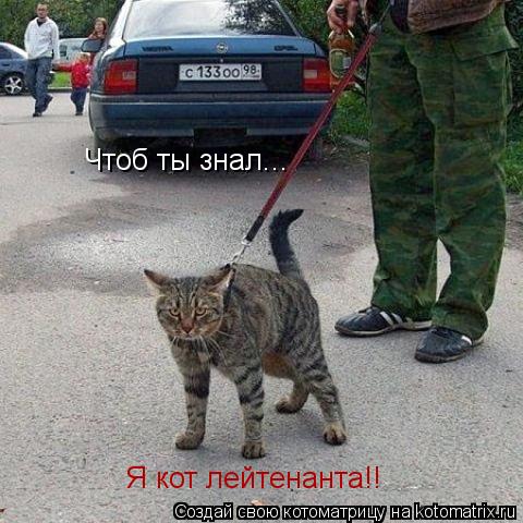Котоматрица: Чтоб ты знал... Я кот лейтенанта!!