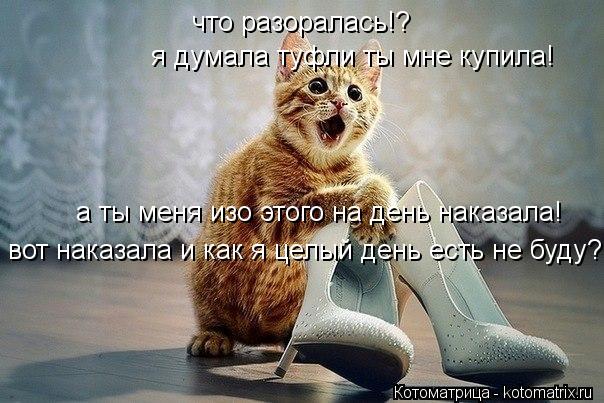 что разоралась!? я думала туфли ты мне купила! а ты меня изо этого на день наказала! вот наказала и к... Котоматрица: что разоралась!? я думала туфли ты мне купила! а ты меня изо этого на день наказала! вот наказала и как я целый день есть не буду?