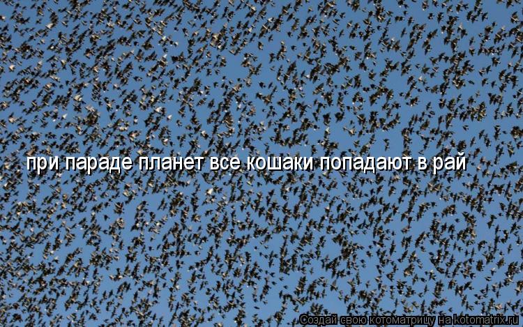 при параде планет все кошаки попадают в рай... Котоматрица: при параде планет все кошаки попадают в рай