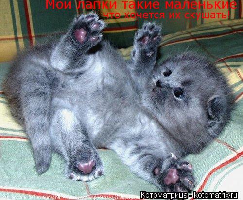 Котоматрица: Мои лапки такие маленькие  что хочется их скушать!