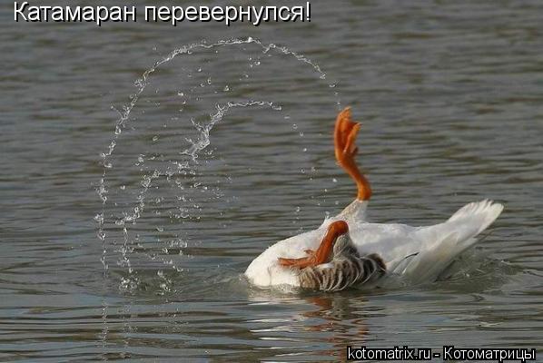 Котоматрица: Катамаран перевернулся!