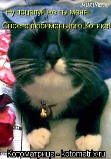 Котоматрица: Ну поцелуй же ты меня, Своего любименького Котика!