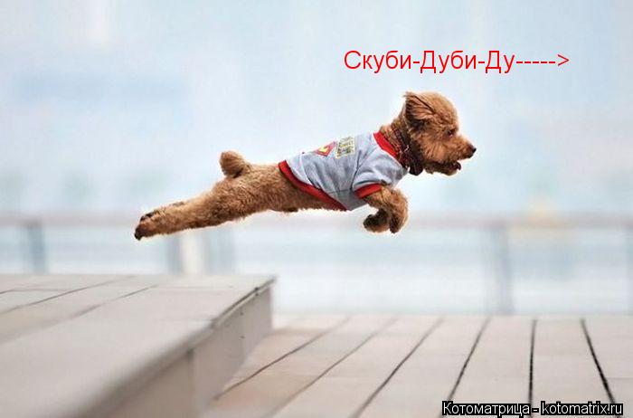 Котоматрица: Скуби-Дуби-Ду----->