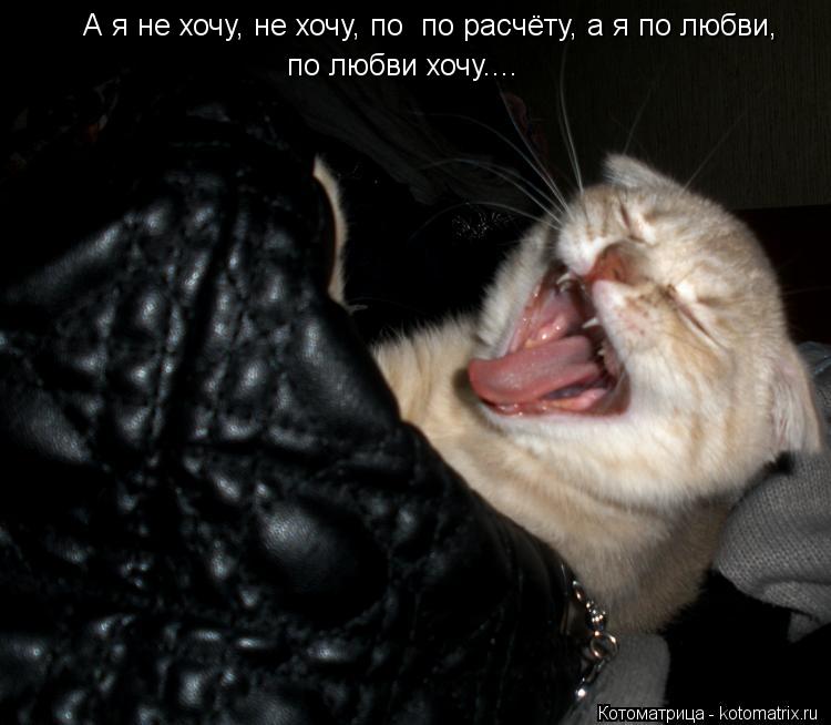 Котоматрица: А я не хочу, не хочу, по  по расчёту, а я по любви, по любви хочу....