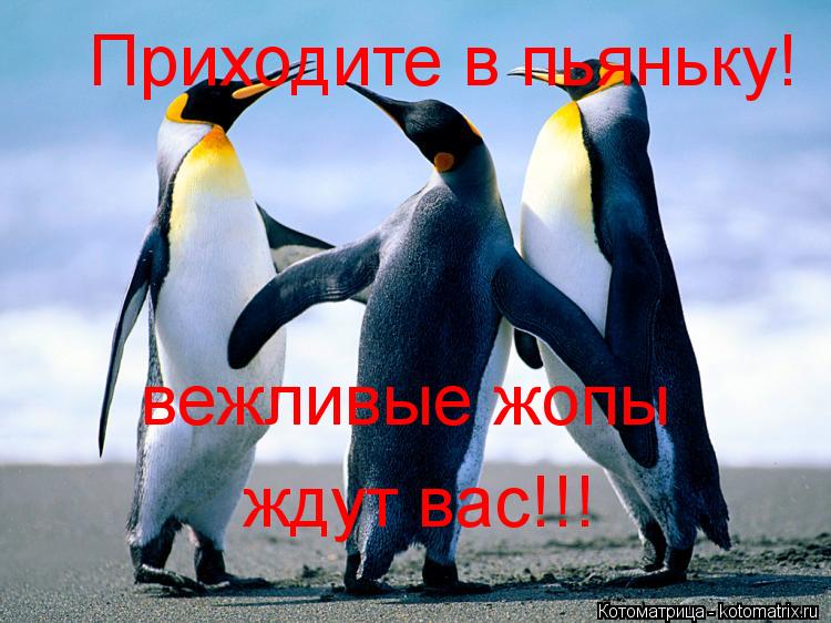 Котоматрица: Приходите в пьяньку! вежливые жопы ждут вас!!!