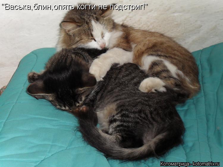 Котоматрица: "Васька,блин,опять когти не подстриг!"