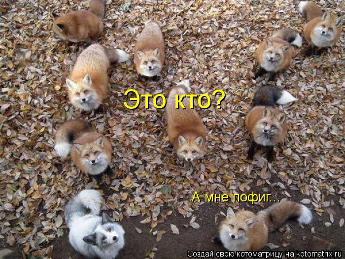 Котоматрица: Это кто? А мне пофиг...