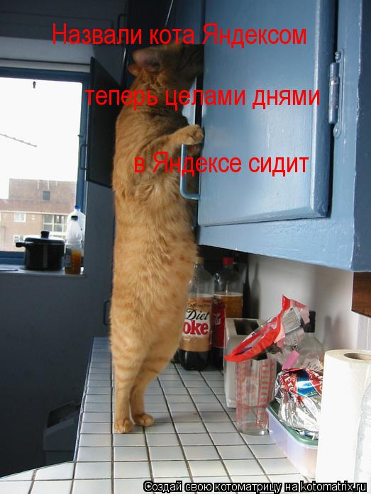 Котоматрица: Назвали кота Яндексом теперь целами днями  в Яндексе сидит