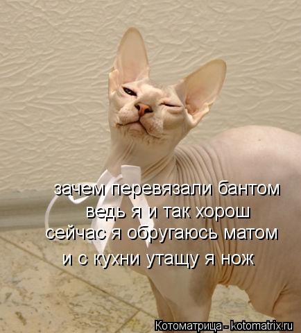 Котоматрица: зачем перевязали бантом ведь я и так хорош сейчас я обругаюсь матом и с кухни утащу я нож