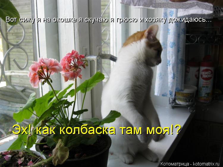 Котоматрица: Вот сижу я на окошке я скучаю я грюсю и хозяку дожидаюсь... Эх! как колбаска там моя!?