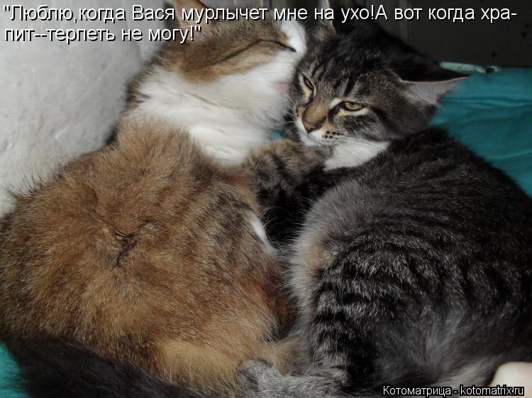 Котоматрица: "Люблю,когда Вася мурлычет мне на ухо!А вот когда хра- пит--терпеть не могу!"