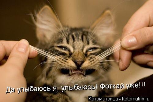 Да улыбаюсь я, улыбаюсь! Фоткай уже!!!... Котоматрица: Да улыбаюсь я, улыбаюсь! Фоткай уже!!!