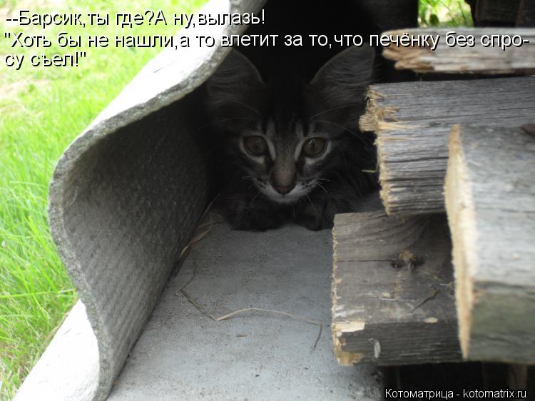 Котоматрица: --Барсик,ты где?А ну,вылазь! "Хоть бы не нашли,а то влетит за то,что печёнку без спро- су съел!"