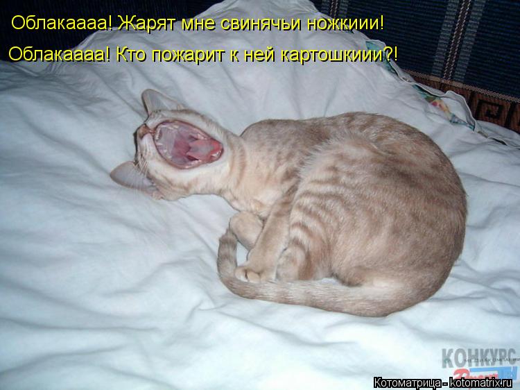 Котоматрица: Облакаааа! Жарят мне свинячьи ножкиии! Облакаааа! Кто пожарит к ней картошкиии?!