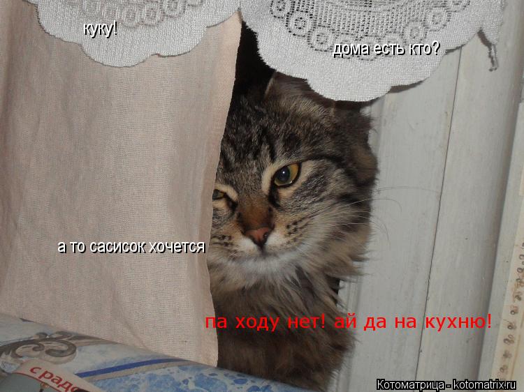 Котоматрица: куку! дома есть кто? а то сасисок хочется па ходу нет! ай да на кухню!