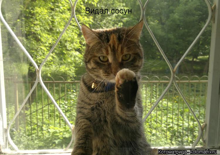 Котоматрица: Видал сосун