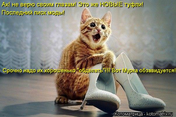 Котоматрица: Ах! не верю своим глазам! Это же НОВЫЕ туфли! Последний писк моды! Срочно надо их хорошенько "обделать"!!! Вот Мурка обзавидуется!