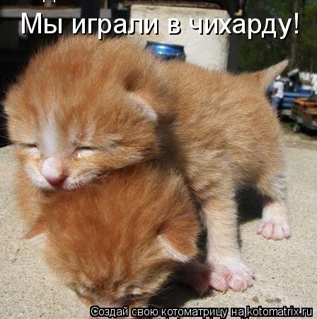 Котоматрица: Мы играли в чихарду!