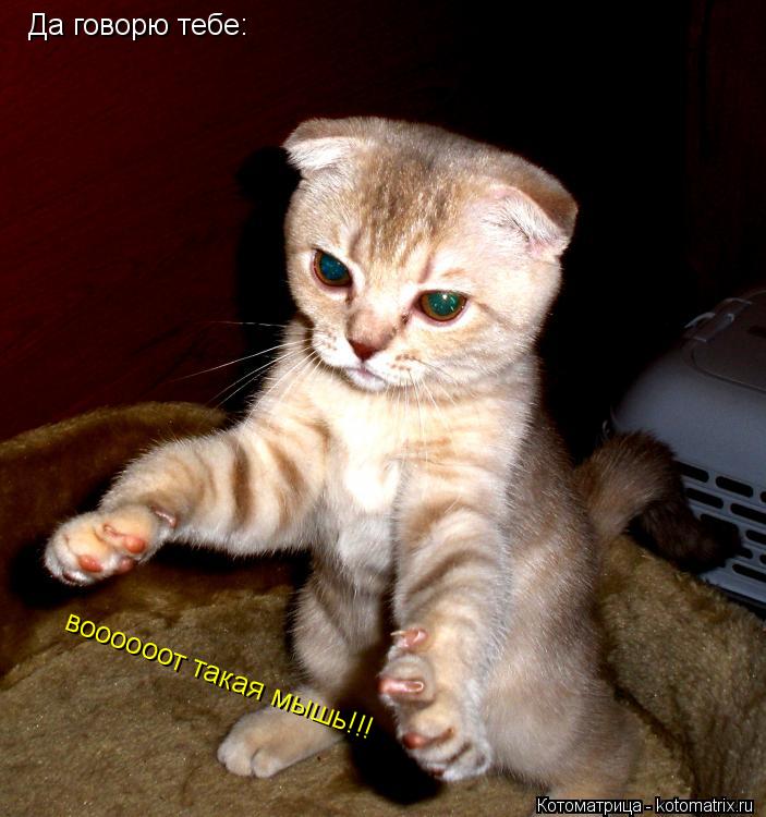 Котоматрица: Да говорю тебе: воооооот такая мышь!!!
