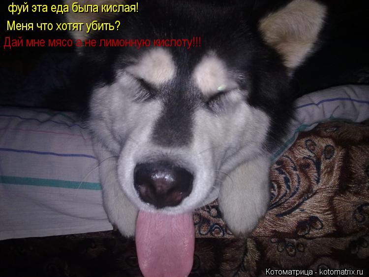 Котоматрица: фуй эта еда была кислая! Меня что хотят убить? Дай мне мясо а не лимонную кислоту!!!