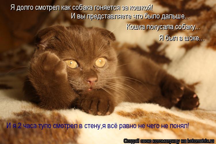 Котоматрица: Я долго смотрел как собака гоняется за кошкой! И вы представляете что было дальше... Кошка покусала собаку... Я был в шоке... И я 2 часа тупо смот