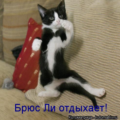Брюс Ли отдыхает!... Котоматрица: Брюс Ли отдыхает!