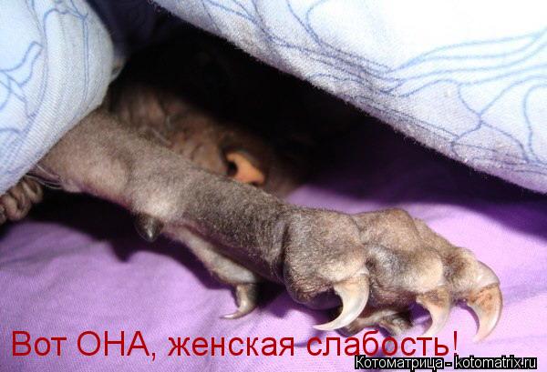 Котоматрица: Вот ОНА, женская слабость!