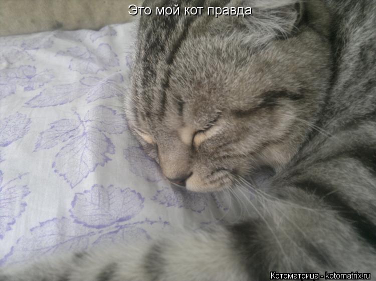 Котоматрица: Это мой кот правда