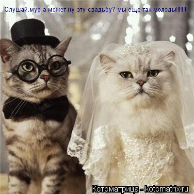 Котоматрица: Слушай.мур а может ну эту свадьбу? мы еще так молоды!!!!!!!!