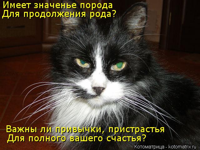Котоматрица: Имеет значенье порода Для продолжения рода? Важны ли привычки, пристрастья Для полного вашего счастья?