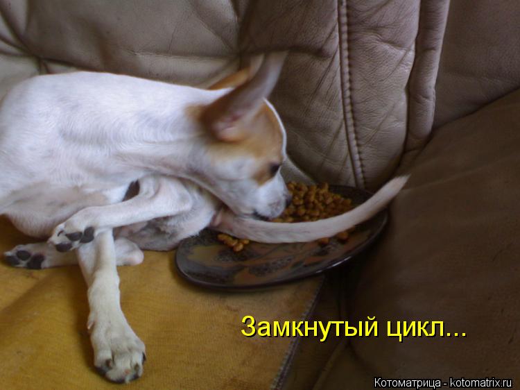 Котоматрица: Замкнутый цикл...