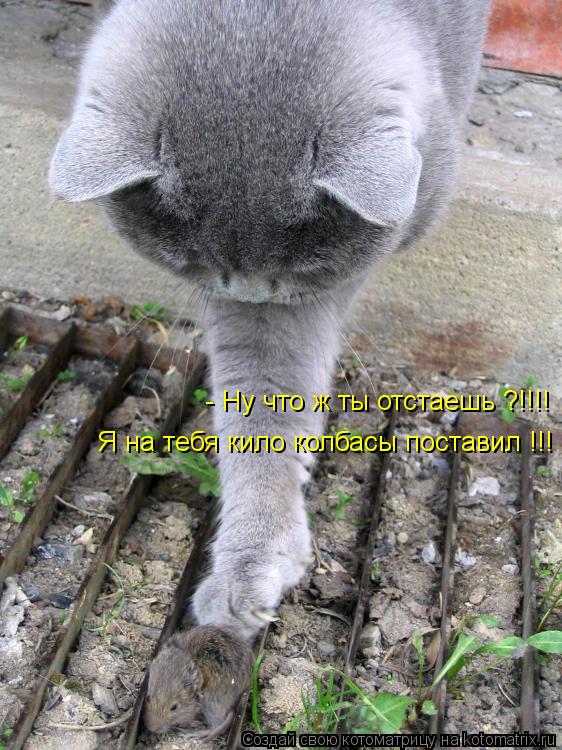 Котоматрица: - Ну что ж ты отстаешь ?!!!! Я на тебя кило колбасы поставил !!!