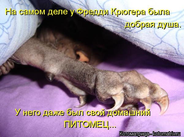 Котоматрица: На самом деле у Фредди Крюгера была добрая душа. У него даже был свой домашний ПИТОМЕЦ...