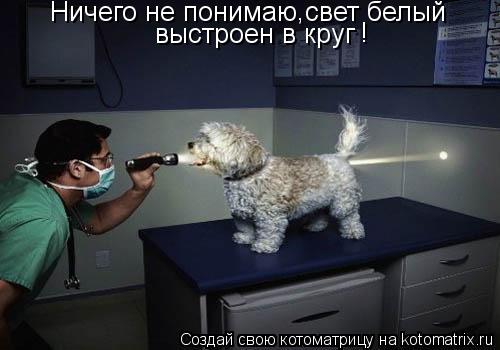 Котоматрица: Ничего не понимаю свет белый , выстроен в круг !