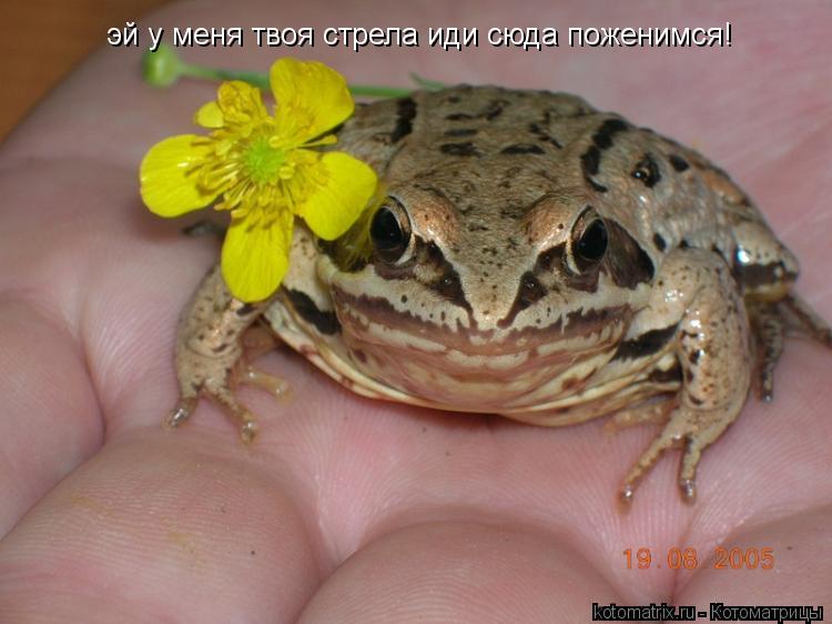 Котоматрица: эй у меня твоя стрела иди сюда поженимся!