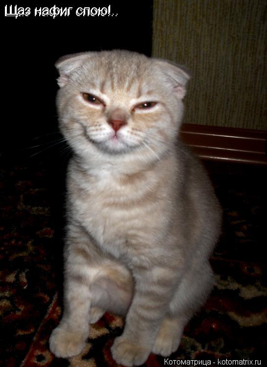 Котоматрица: Щаз нафиг спою!.. Щаз нафиг спою!..