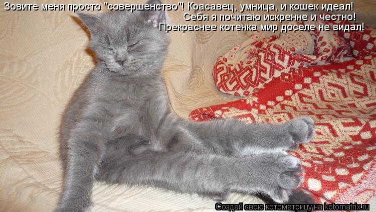 Котоматрица: Зовите меня просто "совершенство"! Красавец, умница, и кошек идеал! Себя я почитаю искренне и честно! Прекраснее котенка мир доселе не видал!