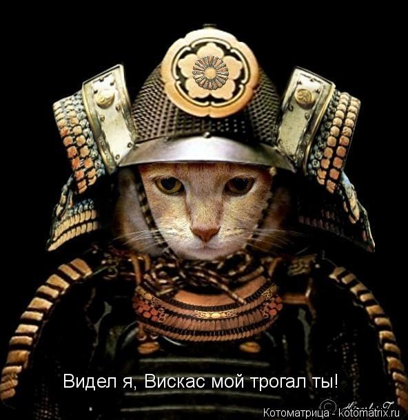 Котоматрица: Видел я, Вискас мой трогал ты!