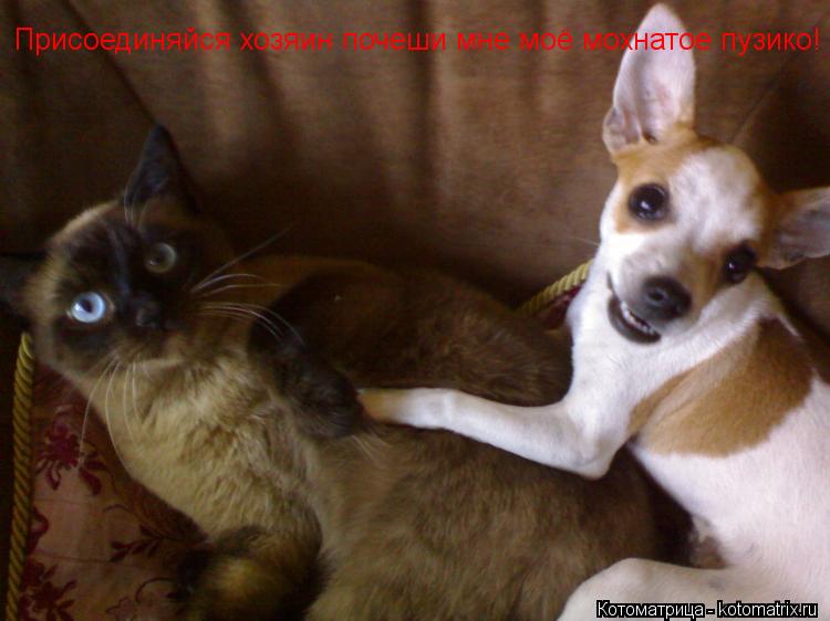 Котоматрица: Присоединяйся хозяин почеши мне моё мохнатое пузико!