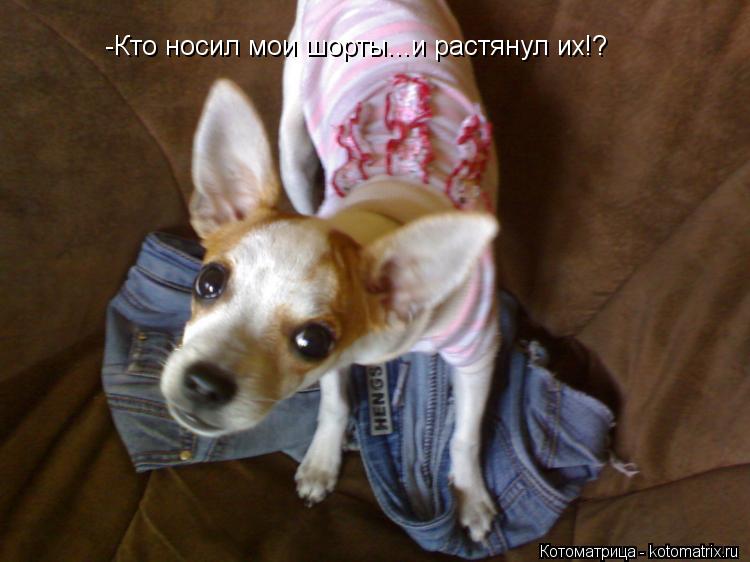 Котоматрица: -Кто носил мои шорты...и растянул их!?