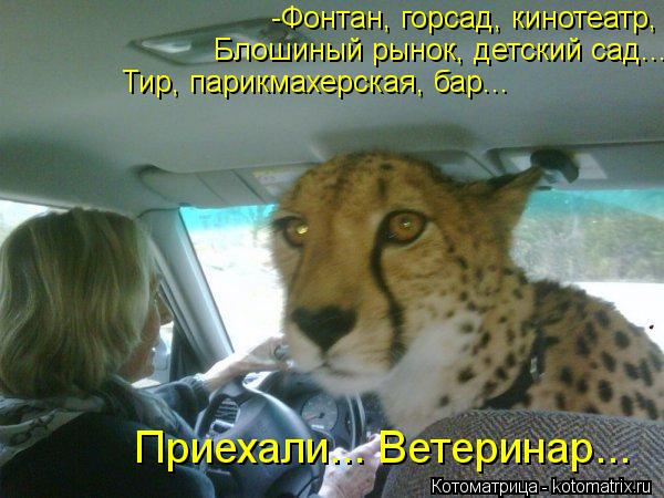 Котоматрица: -Фонтан, горсад, кинотеатр,  Блошиный рынок, детский сад... Тир, парикмахерская, бар... Приехали... Ветеринар...