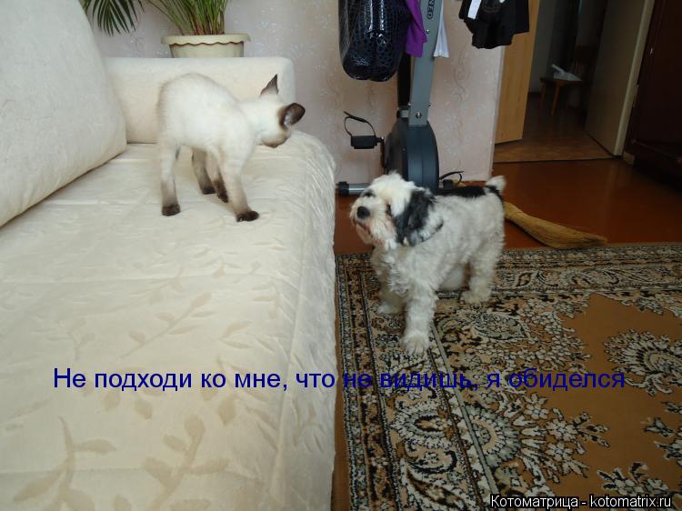 Котоматрица: Не подходи ко мне, что не видишь, я обиделся