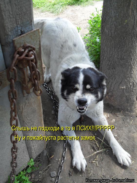 Котоматрица: Слышь не подходи а то я ПСИХ!!!РРРРР Ну и пожайлуста растегни замок