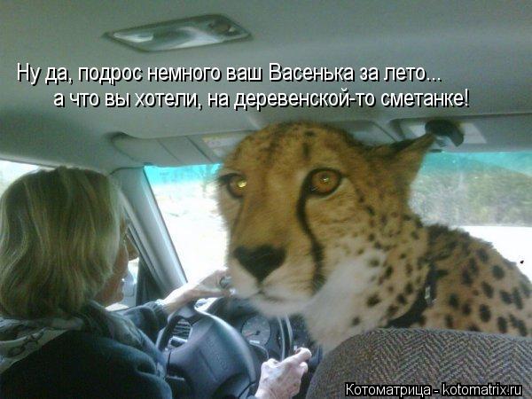 Котоматрица: Ну да, подрос немного ваш Васенька за лето... а что вы хотели, на деревенской-то сметанке!