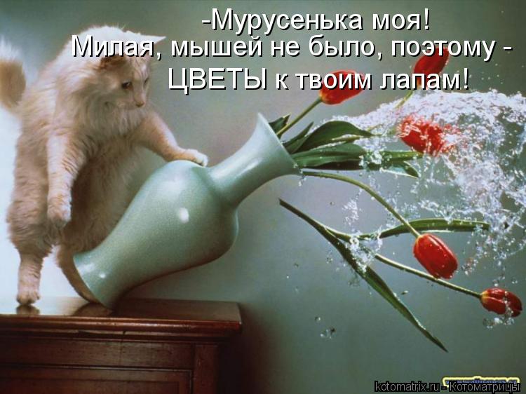 Котоматрица: -Мурусенька моя! Милая, мышей не было, поэтому -  ЦВЕТЫ к твоим лапам!