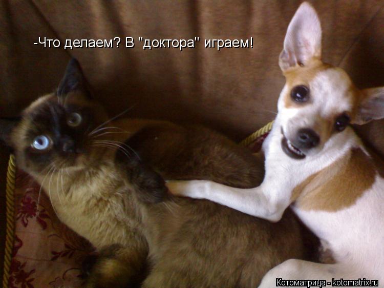 Котоматрица: -Что делаем? В "доктора" играем!