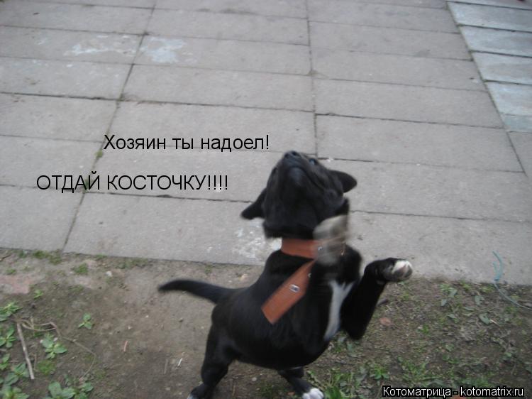 Котоматрица: Хозяин ты надоел! ОТДАЙ КОСТОЧКУ!!!!
