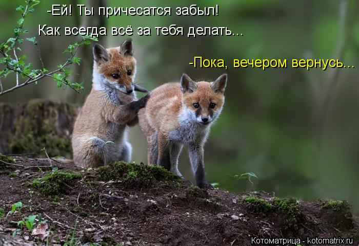 Котоматрица: -Пока, вечером вернусь... -Ей! Ты причесатся забыл! Как всегда всё за тебя делать...